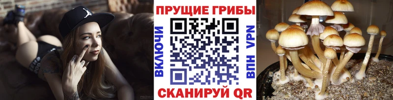 Галлюциногенные грибы мицелий  как найти закладки  Курильск 